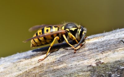 Dit is waar wespen op af komen