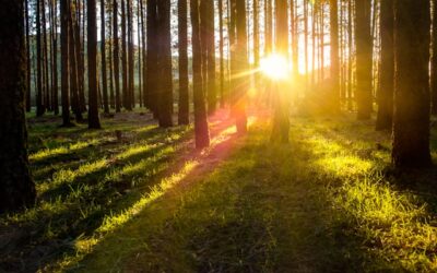 Genieten en overnachten in het bos