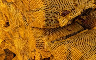 Brandhout online kopen: waar let je op bij levering en kwaliteit?